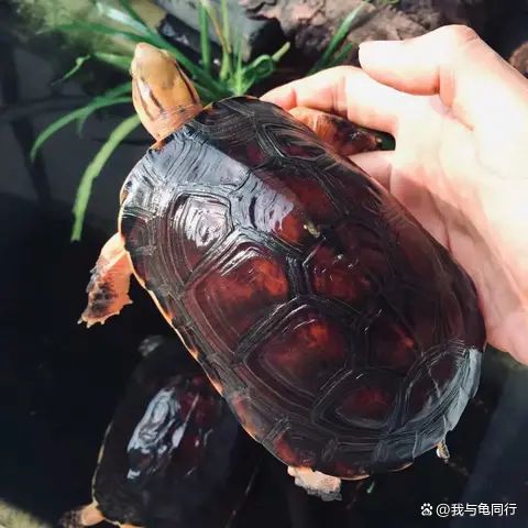 贵的10种龟！第一名居然让人惊呆！K8凯发登录龟王神带你了解全球最(图3)
